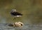 Wood Sandpiper preening  at Asker marsh, Bahrain