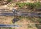 Wood Sandpiper reflection in water