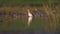 Wood sandpiper standing in water with reflection