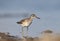 Wood sandpiper stands in a blue water