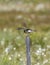 Wood Sandpiper at Stordalen nature reserve in northern Sweden.