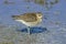 Wood Sandpiper (tringa glareola)