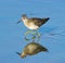 Wood Sandpiper (tringa glareola)