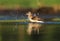 Wood Sandpiper Tringa glareola bath