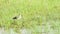 Wood sandpiper or Tringa glareola in green grass at wetland of keoladeo national park or bharatpur bird sanctuary india