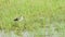 Wood sandpiper or Tringa glareola in green grass at wetland of keoladeo national park or bharatpur bird sanctuary rajasthan india