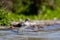 Wood sandpiper, Tringa glareola, Laguna de Fuente de Piedra