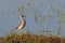 A Wood Sandpiper, Tringa glareola, wading bird.