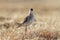 Wood sandpiper (Tringa glareola). Wild bird in the tundra in the Arctic in its natural habitat.