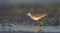 Wood Sandpiper - Tringa glareola - young bird