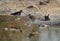 Wood Sandpipers at Asker marsh, Bahrain