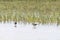 Wood sandpipers on a sandy shore near the water