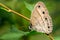 Wood Satyr on Leaf 2