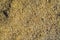 Wood sawdust background closeup. Sawdust texture, close-up background of brown sawdust