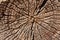 Wood in section texture, ancient stump close-up, cross section of the tree, cut the old log, brown dark old tree, textured wooden