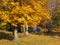 Wood shack in the middle of the woods with golden colors of Fall-Stock Photos