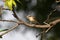 Wood shrike juvenile