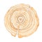 Wood slice. Tree rings. Watercolor illustration.