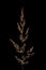 Wood Smallreed Calamagrostis epigejos. Inflorescence Closeup