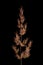 Wood Smallreed Calamagrostis epigejos. Inflorescence Closeup