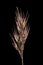 Wood Smallreed Calamagrostis epigejos. Inflorescence Detail Closeup