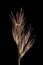 Wood Smallreed Calamagrostis epigejos. Inflorescence Detail Closeup