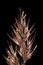 Wood Smallreed Calamagrostis epigejos. Inflorescence Detail Closeup