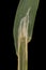 Wood Smallreed Calamagrostis epigejos. Ligule and Leaf Sheath Closeup