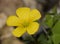 Wood sorrel flower in garden