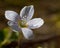 Wood Sorrel in morning sun