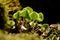 Wood sorrel on a mossy rock