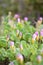 Wood Sorrel, Oxalis depressa, plants with budding flowers