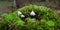 Wood-sorrel plant closeup