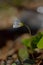 Wood sorrel, tiny white flower close up, side view in nature