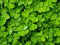 Wood sorrels green groundcover background