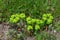 Wood Spurge - Euphorbia amygdaloides, Norfolk, England, UK