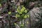 Wood spurge inflorescence