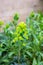 Wood spurge plant