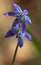 Wood Squill Flowers