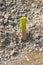 Wood stake with survey markings and yellow tag