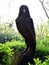 Wood statue of Eagle