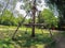 Wood stick Crutches for tree, makes tree strong in a botanical garden.