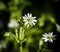 Wood stitchwort Chireweed , little white flower and buds. Stellaria holostea. Caryophyllaceae family