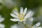 Wood stitchwort, little white flower with selective focus