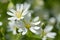 Wood stitchwort, little white flower with selective focus