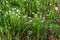 Wood stitchwort (Stellaria nemorum