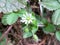 Wood Stitchwort (Stellaria nemorum)