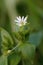 Wood stitchwort (Stellaria nemorum)