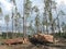 Wood store in forest