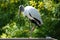 Wood Stork